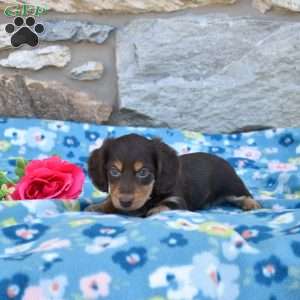 Oliver, Dachshund Puppy